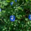 Blue Butterfly Pea Whole