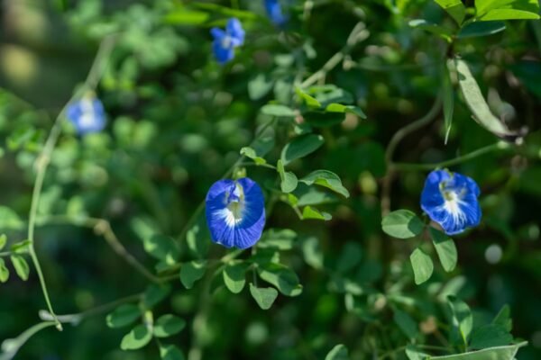 Blue Butterfly Pea Whole
