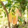 Ceylon Cinnamon Powder