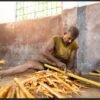 Ceylon Cinnamon Sticks